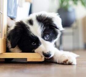 Puppy eating furniture best sale