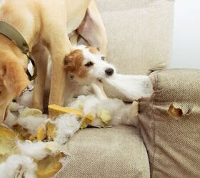 why is my dog chewing furniture and how do i stop it, Photo credit smrm1977 Shutterstock com