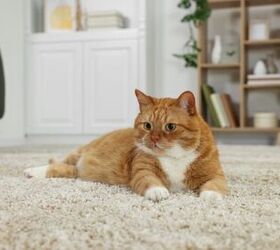 How Do I Get Cat Odor Out of the Carpet?