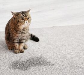 how do i get cat odor out of the carpet, Photo credit Pixel Shot Shutterstock com