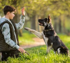 study reveals dogs understand us better if we speak slower, Photo credit Maria Moroz Shutterstock com