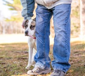 How to Make a Homemade Thundershirt PetGuide