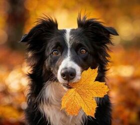 fall safety tips for dogs, Photo credit Richard Silvera Shutterstock com