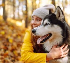 fall safety tips for dogs, Photo credit maxbelchenko Shutterstock com