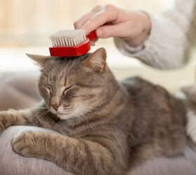 can cats get dandruff, Photo credit Impact Photography Shutterstock com