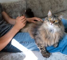 can cats get dandruff, Photo credit Anna Hoychuk Shutterstock com