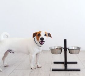 Should I Feed My Dog In a Raised Dish?