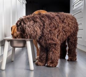 should i feed my dog in a raised dish, Photo credit sophiecat Shutterstock com