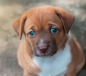 why is my puppy whining, ANECEPTIUS BAMBANG SUTOPO Shutterstock