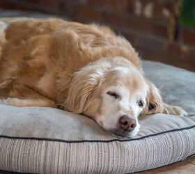 New Screening Tool Can Predict Imminent Pet Mortality PetGuide