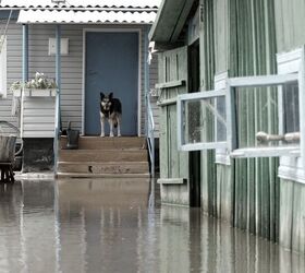 Purina Donates $25,000 For Pets & Owners Impacted by Hurricane Helene