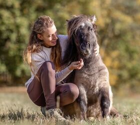 miniature shetland ponies as therapy dogs, Photo Credit Annabell Gsoedl Shutterstock com