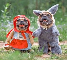 how to train a dog to wear a halloween costume, Firn Shutterstock