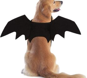 how to train a dog to wear a halloween costume