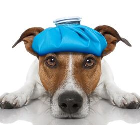 can dogs get concussions, Javier Brosch Shutterstock