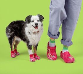 Crocs for Pets Are Now a Thing – You Can Get a Matching Pair, Too!