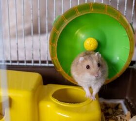 environmental enrichment for hamsters, ANATOLY Foto Shutterstock