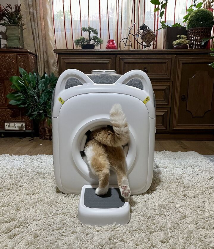 paw swing hands free grooming experience your cat will actually love, Credit Angela Vuckovic PetGuide com paw swing hands free grooming experience your cat will actually love, Credit Angela Vuckovic PetGuide com