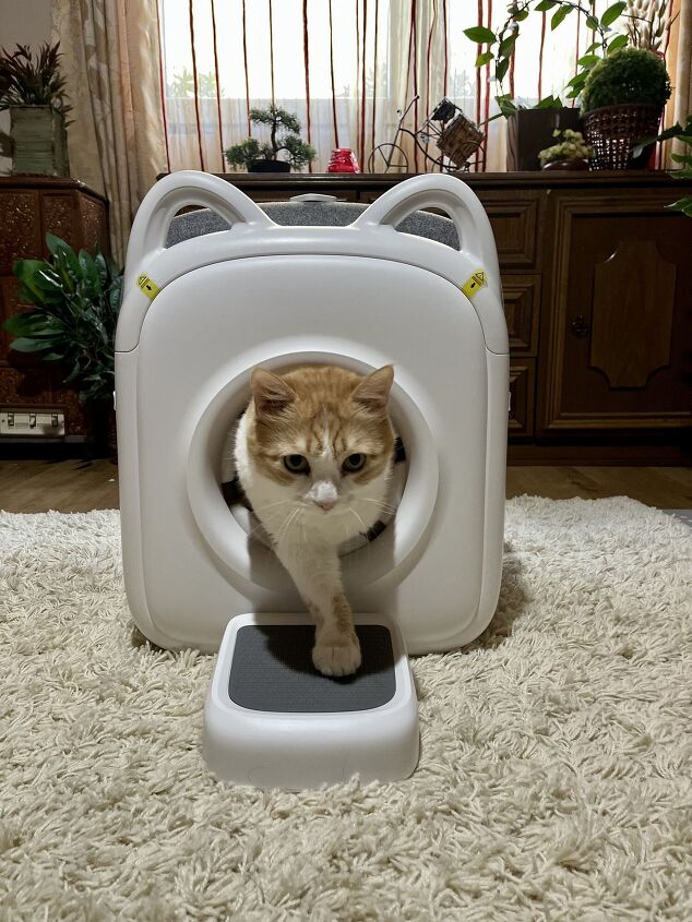 paw swing hands free grooming experience your cat will actually love, Credit Angela Vuckovic PetGuide com paw swing hands free grooming experience your cat will actually love, Credit Angela Vuckovic PetGuide com
