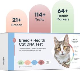 what can you learn from a pet dna test