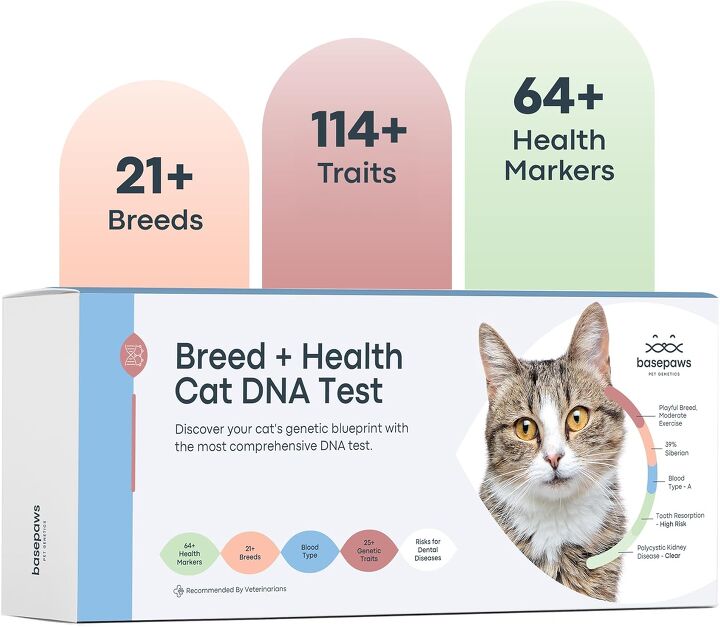 Cheap Feline Dna Testing Online photo