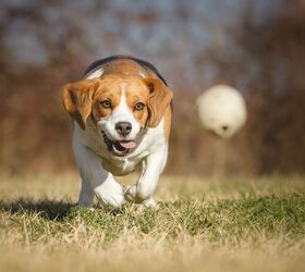 Young or Old? These Outdoor Toys Are Perfect for Dog Park Action