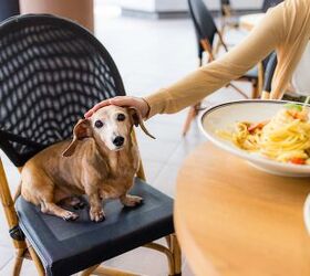 It's a Thing! Pets in China Work in Cafes for Snack Money