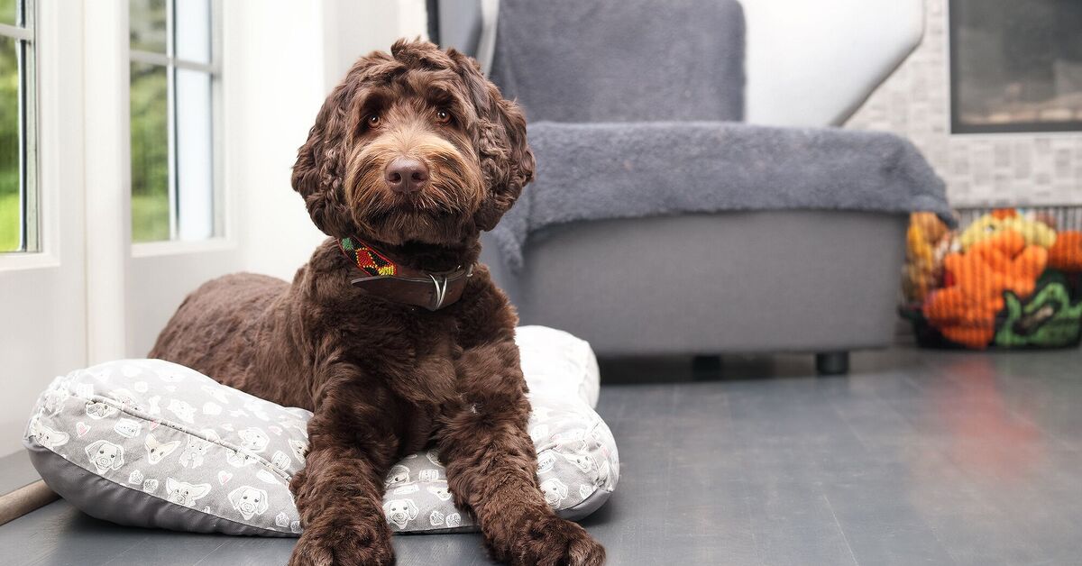 5 Popular Designer Dog Breeds | PetGuide
