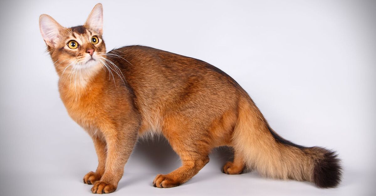 Top 3 Rarest Cats 5 of the Rarest Cat Breeds | PetGuide
