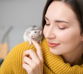 Is a Rat or a Mouse the Best Pet for My Family?