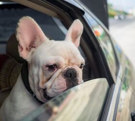 Can Dogs Get Car Sick?