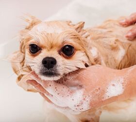 Ready to De-Stress Bath Time for Your Dog?