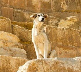 Curious Doggo Spotted on Top of the Great Egyptian Pyramid