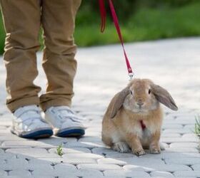 Can You Leash and Harness Train a Rabbit?