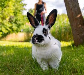 can you leash and harness train a rabbit, Photo credit Yuri Hoyda Shutterstock com