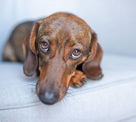 What are the Best Dog Stairs for Pets with Shorter Legs?