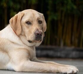 This Dog's Reaction to A Family Camping Trip Has Gone Viral