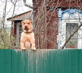 Dog Achieves Internet Fame with Her "Puppy Parkour"