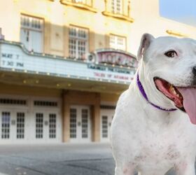 Rescue Dog Goes on Tour with Pink to Find Forever Home