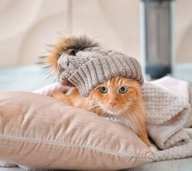 How Do I Keep My Cat Warm This Winter?