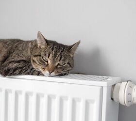 how do i keep my cat warm this winter, Photo credit Sergey Malkov Shutterstock com