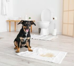 How to Set Up an Indoor Dog Potty Station