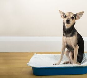 how to set up an indoor dog potty station, Photo credit Yta23 Shutterstock com