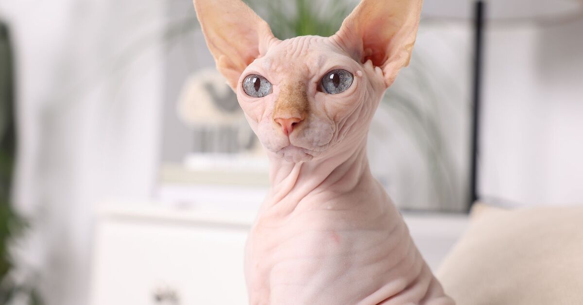 5 Cat Breeds with Unique Features | PetGuide