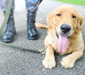 Liberty Dogs Foundation Is Training First 4 Puppies for Veterans