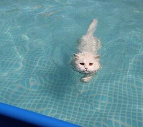 Is Your Cat a Swimmer? Check Out These Water-Worthy Accessories