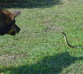 A Blind Senior Doggo Saves a Shelter Volunteer From a Deadly Snake