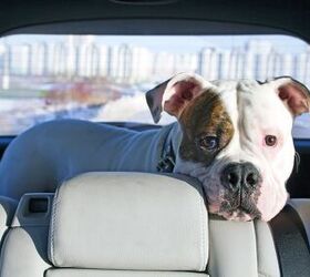 Are We There Yet? Keeping Your Pup Happy in the Back Seat is Easy!