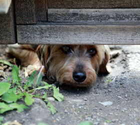 Stray Named Houdini Proves Not So Easy to Catch in the Big Easy