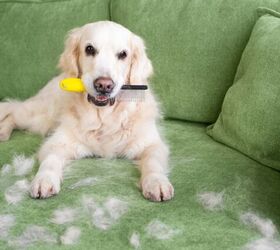 How to Keep Pet Hair Off Your Furniture